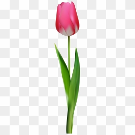 Pink Tulip Png Clip Art, Transparent Png - aloe png