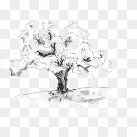 Sketch , Png Download - Sketch, Transparent Png - tree sketch png