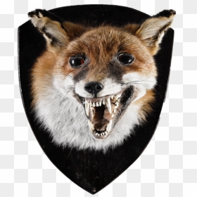 Rare Fox Head Mount , Png Download - Cat Yawns, Transparent Png - fox head png