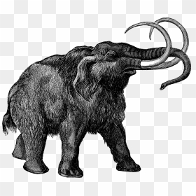 0473 Mammoth Free Vintage Clip Art - Elephant Woolly Mammoth, HD Png Download - mammoth png