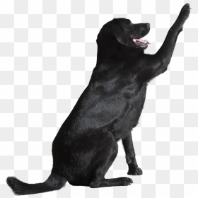 Dog 2d Cut Out, HD Png Download - annoying dog png