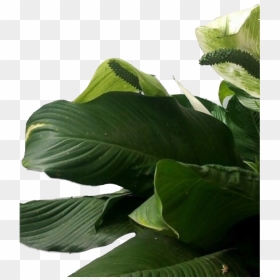 #plant #plants #leaf #leaves #aesthetic #green #freetoedit - Aesthetic Green Leaves, HD Png Download - banana leaves png