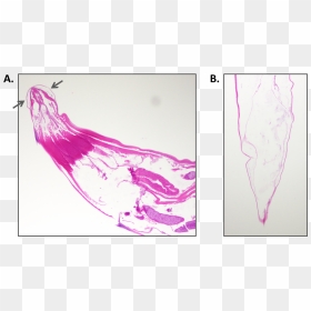 Pin2 - Sketch, HD Png Download - worms png
