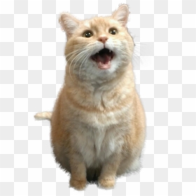 Transparent Png Cutouts - Cutest Kitty Of All Time, Png Download - jumping cat png