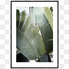 Banana Leaves - Leaf, HD Png Download - banana leaves png