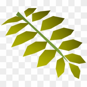 Old School Runescape Wiki - Tree, HD Png Download - banana leaves png