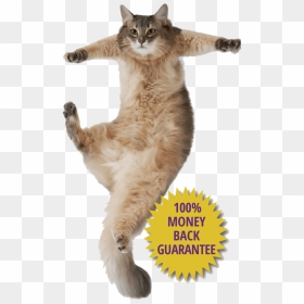 Cat Hanging Png, Transparent Png - jumping cat png