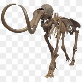 Columbian Mammoth Clean - Columbian Mammoth Png, Transparent Png - mammoth png