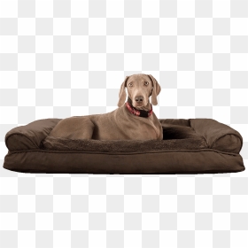 Dog On Bed, HD Png Download - annoying dog png