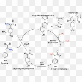 Hpg Synthetic Cycle - 4 Hydroxyphenylglycine, HD Png Download - cycle png