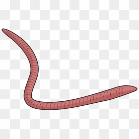 Slender Blind Snake, HD Png Download - worms png