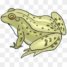 Toad Clipart Sad - Toad Clipart, HD Png Download - sad frog png
