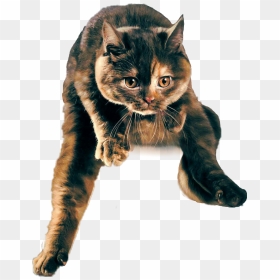 #cat #jumping #jumpingcat - Domestic Short-haired Cat, HD Png Download - jumping cat png