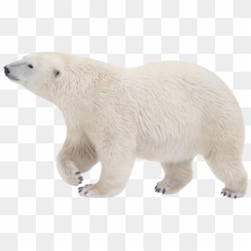 Polar Bear Png - Polar Bear No Background, Transparent Png - bears png