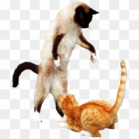 Siamese, HD Png Download - jumping cat png