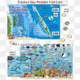 Fish Of Isla Mujeres , Png Download - Fish Of Isla Mujeres, Transparent Png - mujeres png