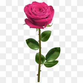 Free Png Download Pink Rose With Stem Png Images Background - Pink Rose With Stem Png, Transparent Png - stem png