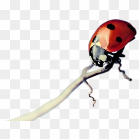 Red Insects Png 2015 By Mano - Portable Network Graphics, Transparent Png - mano png