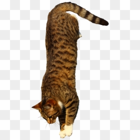 Jumping Cat Transparent, HD Png Download - jumping cat png