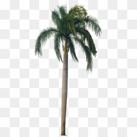 Palm Tree Texture Png - Palm Tree Png, Transparent Png - tree texture png