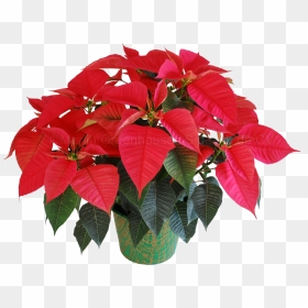 Flores Animadas Png , Png Download - Poinsettia Plant Png, Transparent Png - flores animadas png