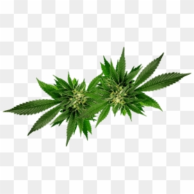 Weed Leaf Oil Png, Transparent Png - marihuana png