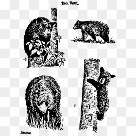 Bears Clip Arts - Bear Drawings, HD Png Download - bears png