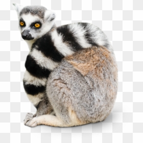 Lemur Png - Transparent Ring Tailed Lemur, Png Download - lemur png
