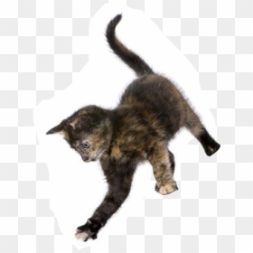 Cat Jumping Png, Transparent Png - jumping cat png