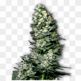 Semillas De Marihuana Productivas - Plantas De Marihuana Png, Transparent Png - marihuana png