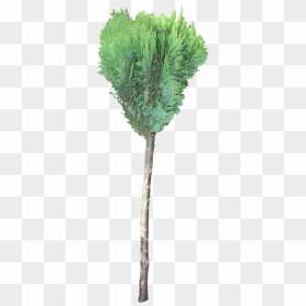 Pond Pine, HD Png Download - tree texture png