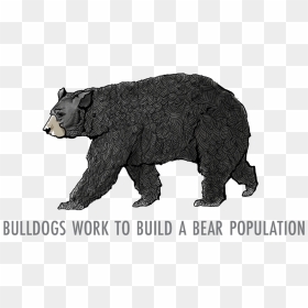 Grizzly Bear, HD Png Download - bears png