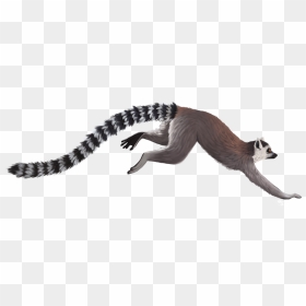 Lemur Full Photo - Ring Tailed Lemur Transparent, HD Png Download - lemur png