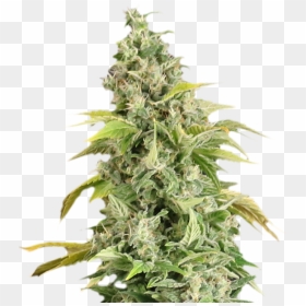 Marihuana Png, Transparent Png - marihuana png