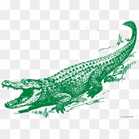 Alligator Drawing, HD Png Download - aligator png