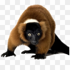 Lemur Png Free Image Download - Procyonidae, Transparent Png - lemur png
