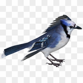 Blue Jay , Png Download - Blue Jay No Background, Transparent Png - blue jay png