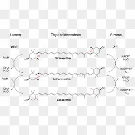 Xanthophyll Cycle, HD Png Download - cycle png
