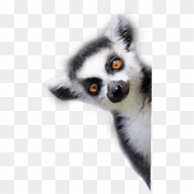 Lemurs , Png Download - Lemur Png, Transparent Png - lemur png