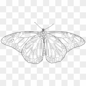 Vector Drawing Formatted For Engraving - Monarch Butterfly Drawing Transparent, HD Png Download - butterfly vector png