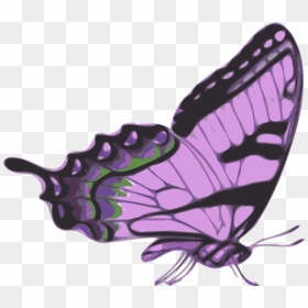 Transparent Butterfly Vector Png - Side View Monarch Butterfly Drawing, Png Download - butterfly vector png