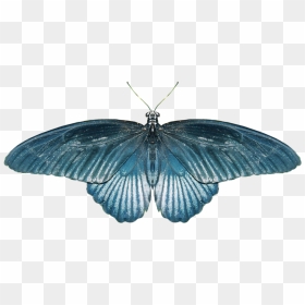 Real Butterfly Png - Крылья Бабочки Для Фотошопа, Transparent Png - real butterfly png