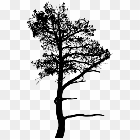 A3b Assessoria Ambiental Silhouette Drawing Art - Silhouette, HD Png Download - tall pine tree silhouette png