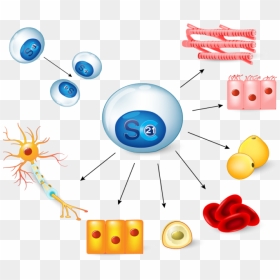 Stemcells21 Stem Cell Differentiation 1 - Stem Cells, HD Png Download - stem png