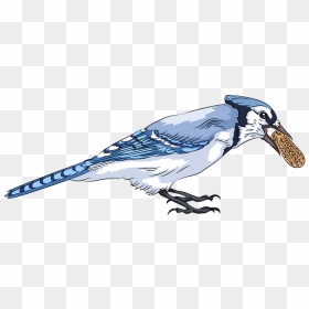Blue Jay With Peanut Clipart - Blue Jay, HD Png Download - blue jay png
