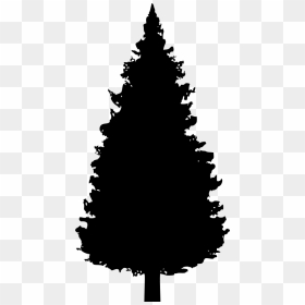 Tree Pine - Vector Black And White Christmas Tree, HD Png Download - tall pine tree silhouette png