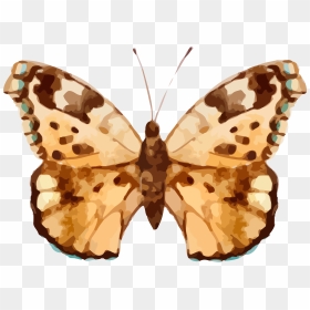Real Butterfly Cliparts , Png Download - Üçlü Beyaz Çerçeveli Tablo, Transparent Png - real butterfly png