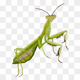 Mantis Png - Praying Mantis Transparent Background, Png Download - mantis png