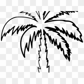 Drawn Palm Tree Clip Art - Clip Art Of Palm Tree, HD Png Download - palm tree clip art png