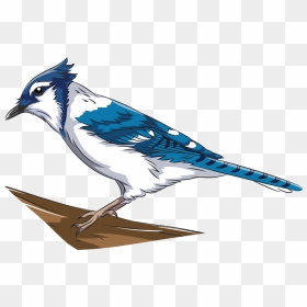 Blue Jay Clipart - Blue Jay, HD Png Download - blue jay png